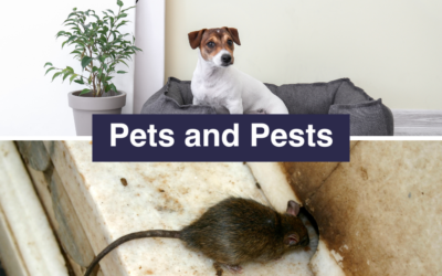 Pets and Pests